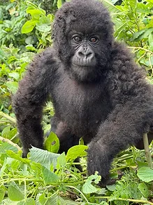 Young mountain gorilla in the forest
