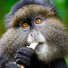 Golden monkey close-up
