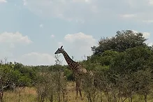 Giraffe feeding in the savanna