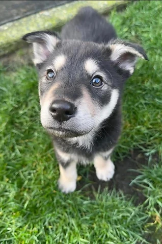 A puppy with a black, tan and cream coat standing in the grass
