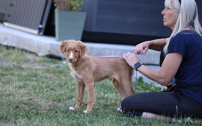 A trainer adjusting a purple leash on a young Nova Scotia Duck Tolling Retriever puppy