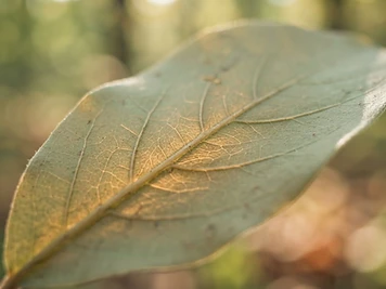 Close-up of delicate leaf veins glowing in soft natural light