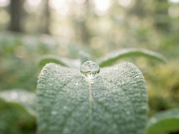 A calming close-up of a dewdrop on a sage leaf in soft morning light