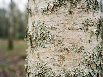 Soft natural birch bark texture in muted earth tones