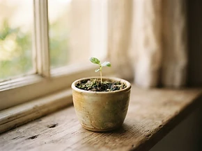 陶瓷花盆中的幼苗，象徵預設醫療指示所代表對生命的尊重