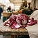Radicchio (cicorino rosso)