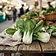Pak-choi