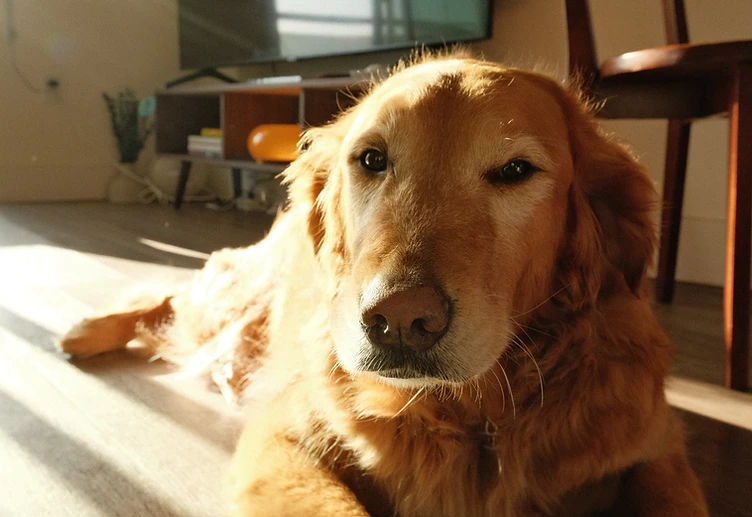 A joyful dog in a sunlit Los Angeles home