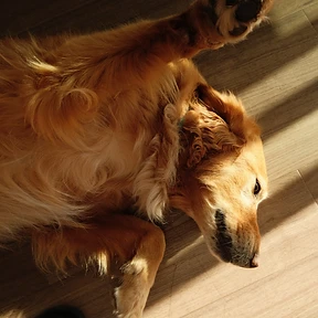 Happy dog at The Paw Club Los Angeles pet care