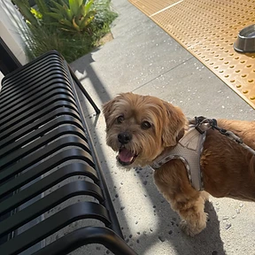 Happy dog at The Paw Club Los Angeles pet care