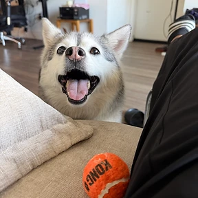 Happy dog at The Paw Club Los Angeles pet care