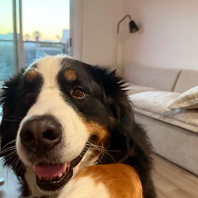 Happy dog at The Paw Club Los Angeles pet care