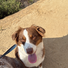 Happy dog at The Paw Club Los Angeles pet care