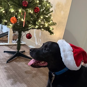 Happy dog at The Paw Club Los Angeles pet care