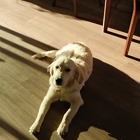 Happy dog at The Paw Club Los Angeles pet care