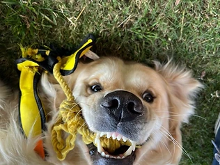Dog Daycare