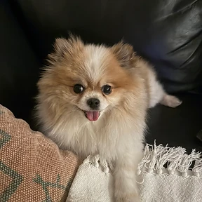 Happy dog at The Paw Club Los Angeles pet care