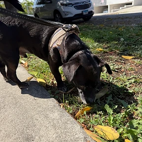 Happy dog at The Paw Club Los Angeles pet care