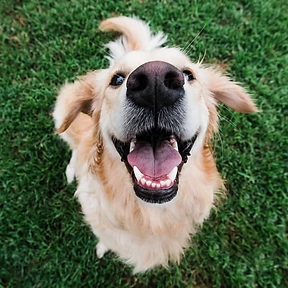 Happy dog at The Paw Club Los Angeles pet care