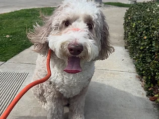 Dog Walking