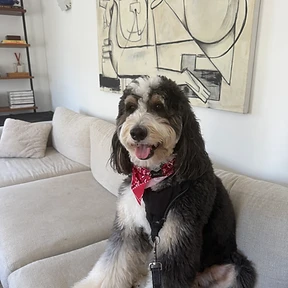Happy dog at The Paw Club Los Angeles pet care