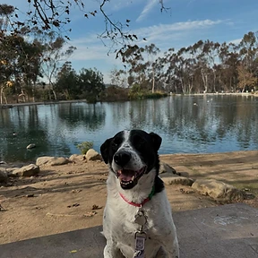 Happy dog at The Paw Club Los Angeles pet care