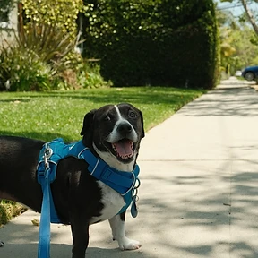 Happy dog at The Paw Club Los Angeles pet care