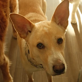 Happy dog at The Paw Club Los Angeles pet care