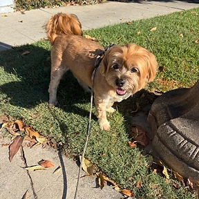Happy dog at The Paw Club Los Angeles pet care