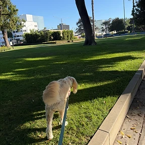 Happy dog at The Paw Club Los Angeles pet care
