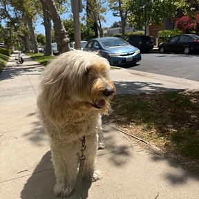 Happy dog at The Paw Club Los Angeles pet care