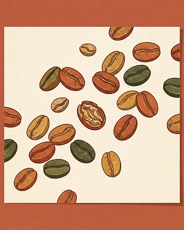 Ethiopia Metad Chelbesa Washed