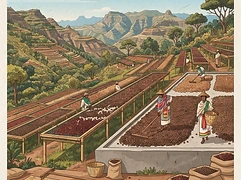 Jigesa — coffee farm illustration 2