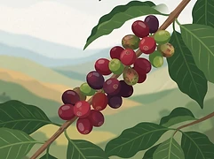 Fazenda Caxambu — coffee farm illustration 3