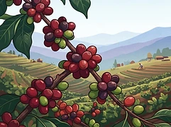 Danche Washing Station β coffee farm illustration 3