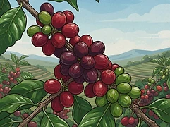 Gathiruini β coffee farm illustration 3