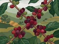 Banko Gotiti washing station β coffee farm illustration 3