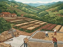 La Montañita — coffee farm illustration 2