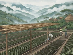 SNAP — coffee farmer illustration 3
