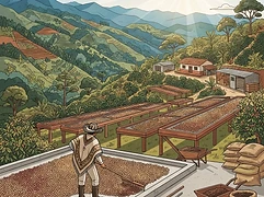 La Loma β coffee farm illustration 2