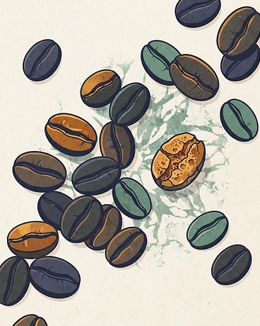 Costa Rica El Congo Geisha