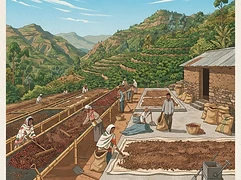 Wote Konga — coffee farm illustration 2