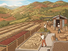 Gatagua Farmers' Cooperative Society — coffee farm illustration 2
