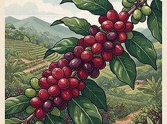Finca Bernardina — coffee farm illustration 3