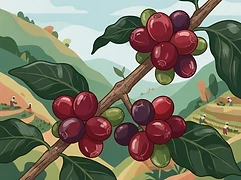 Ninga Washing Station โ coffee farm illustration 3