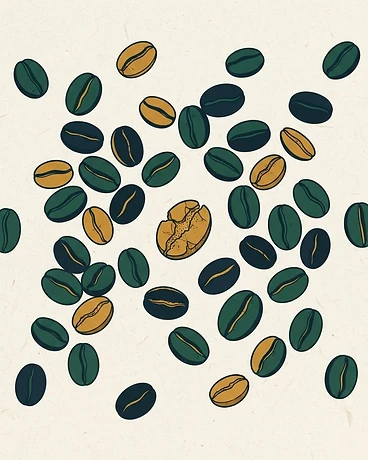 Colombia, Finca Alcatraz, Wilfredo Ule Vargas, Caturra