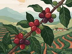 Sítio Santa Marta — coffee farm illustration 3