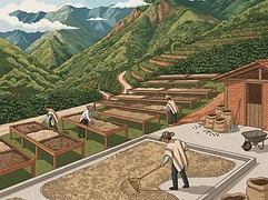 Finca San Antonio β coffee farm illustration 2