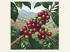 Nueva Esperanza — coffee farm illustration 3
