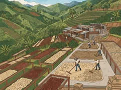 La Laja — coffee farm illustration 2